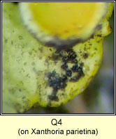 Q4 on Xanthoria