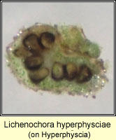 Lichenochora hyperphysciae