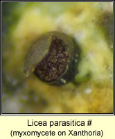 Licea parasitica (lichenicolous myxomycete)