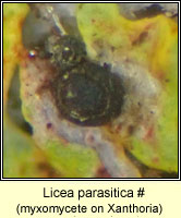 Licea parasitica (lichenicolous myxomycete)