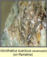 Abrothallus suecicus, anamorph