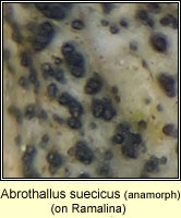 Abrothallus suecicus, anamorph