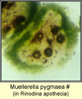 Muellerella sp, in Rinodina oleae