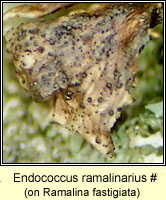Endococcus ramalinarius