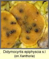 Didymocyrtis epiphyscia sl, on Xanthoria