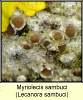 Myriolecis sambuci, Lecanora sambuci