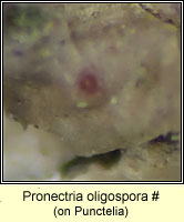 Pronectria oligospora, on Punctelia
