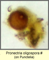 Pronectria oligospora, on Punctelia