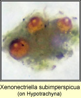 Xenonectriella subimperspicua, on Hypotrachya