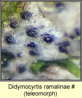 Didymocyrtis ramalinae, teleomorph on Ramalina