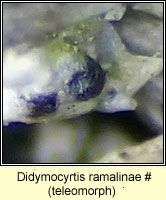 Didymocyrtis ramalinae, teleomorph on Ramalina