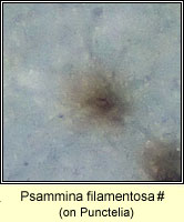 Psammina filamentosa, on Punctelia