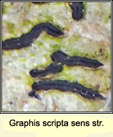 Graphis scripta sens str
