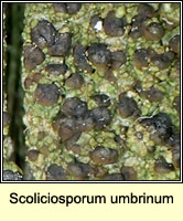 Scoliciosporum umbrinum
