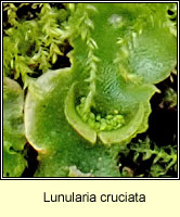 Lunularia cruciata