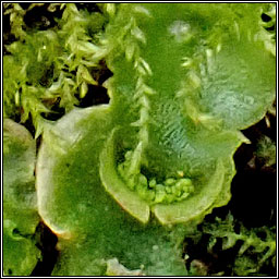 Lunularia cruciata