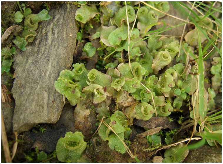 Lunularia cruciata