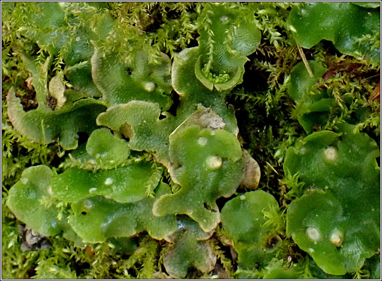 Lunularia cruciata