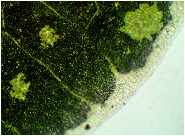 Lunularia cruciata