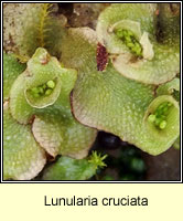 Lunularia cruciata