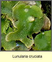 Lunularia cruciata