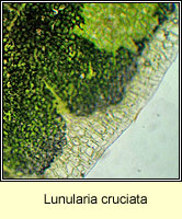 Lunularia cruciata