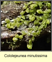 Cololejeunea minutissima