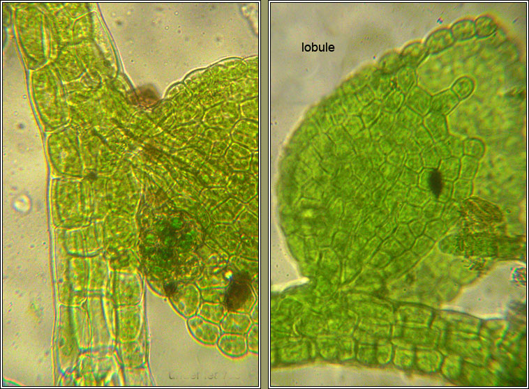 Cololejeunea minutissima