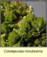 Cololejeunea minutissima