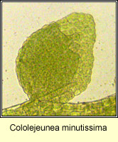 Cololejeunea minutissima