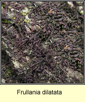 Frullania dilatata