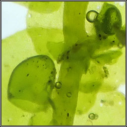 Frullania dilatata, Dilated Scalewort