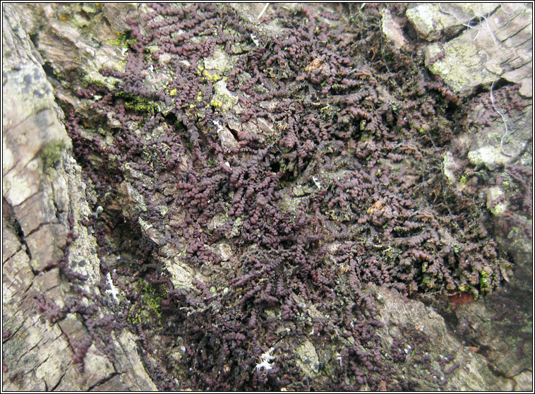 Frullania dilatata, Dilated Scalewort