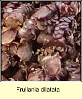 Frullania dilatata