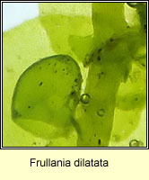 Frullania dilatata