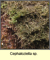 Cephaloziella sp