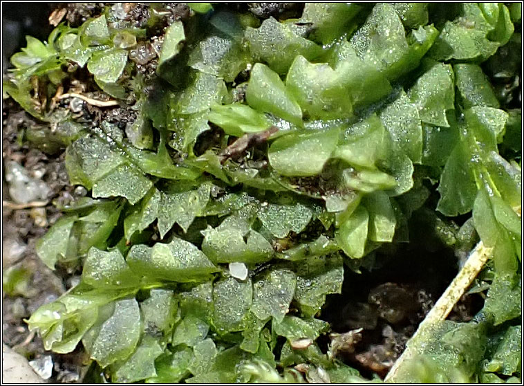 Lophocolea heterophylla, Variable-leaved Crestwort