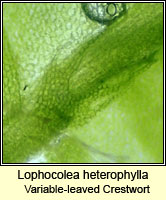 Lophocolea heterophylla, Variable-leaved Crestwort