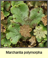 Marchantia polymorpha