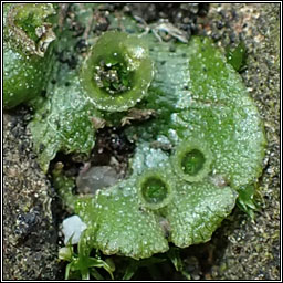 Marchantia polymorpha 