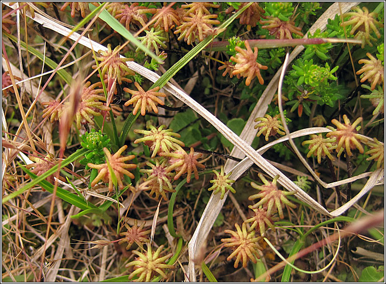 Marchantia polymorpha