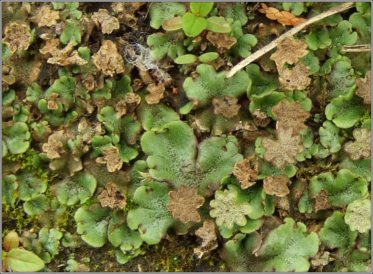 Marchantia polymorpha