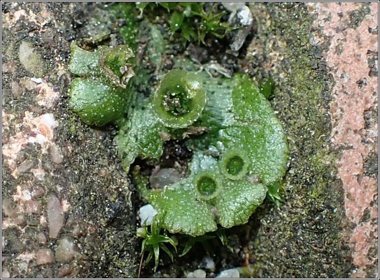 Marchantia polymorpha