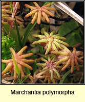 Marchantia polymorpha