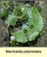 Marchantia polymorpha