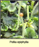 Pellia epiphylla