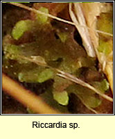 Riccardia sp