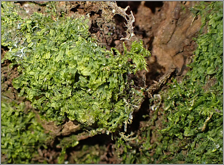 Metzgeria furcata, Forked veilwort