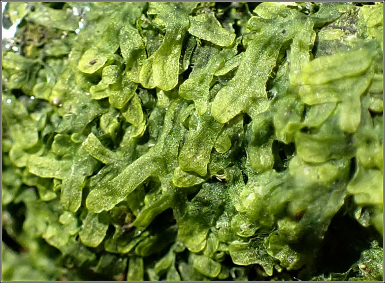 Metzgeria furcata, Forked veilwort