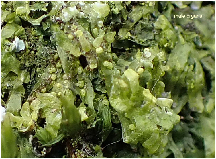 Metzgeria furcata, Forked veilwort